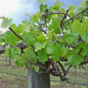 Cypress Bend Golf Resort & Conf Center